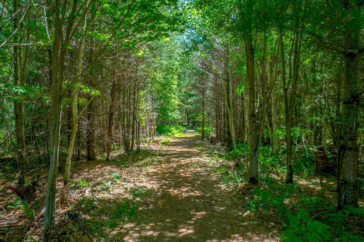 Grassy walking trail through green summer woods near Siren, Wisconsin