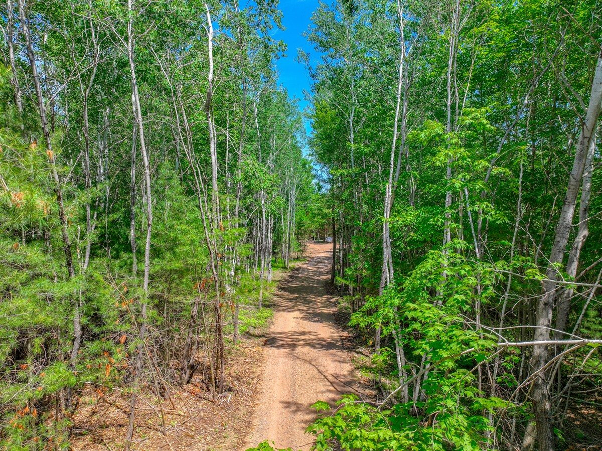 Sandy trail through birch and pine woods in summer