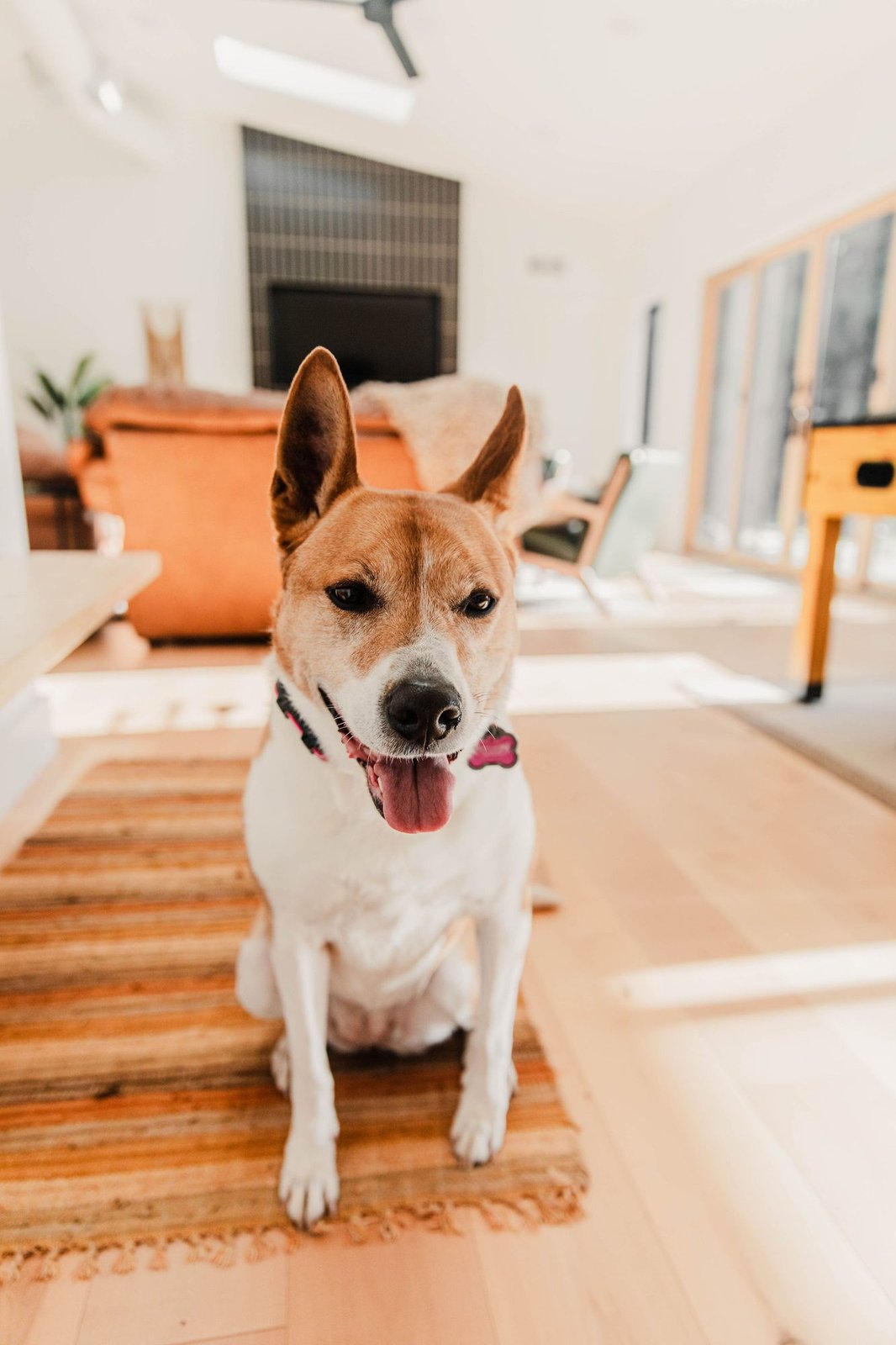 Dogs welcome: dog relaxing in the living room