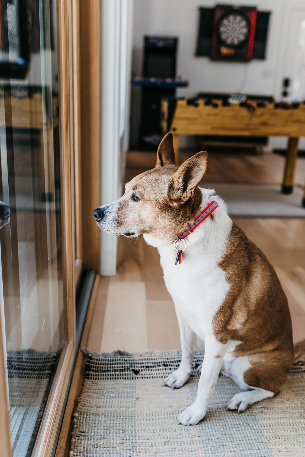Dogs welcome: dog by the sliding glass door